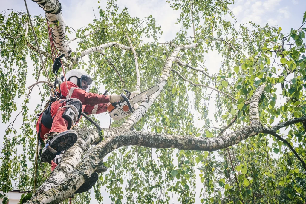 Tree Removal Near Me in Bolingbrook